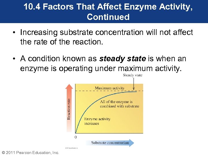 10. 4 Factors That Affect Enzyme Activity, Continued • Increasing substrate concentration will not