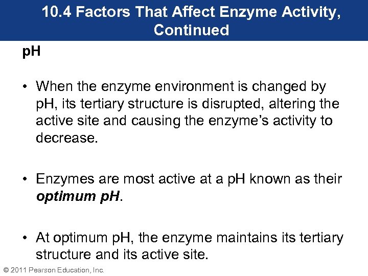 10. 4 Factors That Affect Enzyme Activity, Continued p. H • When the enzyme