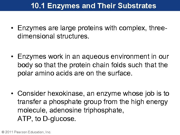 10. 1 Enzymes and Their Substrates • Enzymes are large proteins with complex, threedimensional