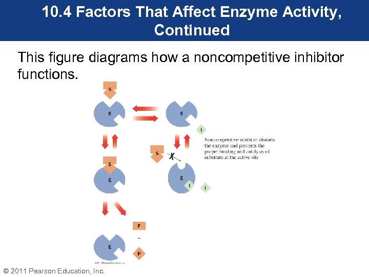 10. 4 Factors That Affect Enzyme Activity, Continued This figure diagrams how a noncompetitive