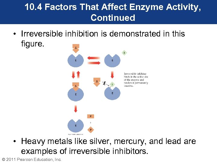 10. 4 Factors That Affect Enzyme Activity, Continued • Irreversible inhibition is demonstrated in