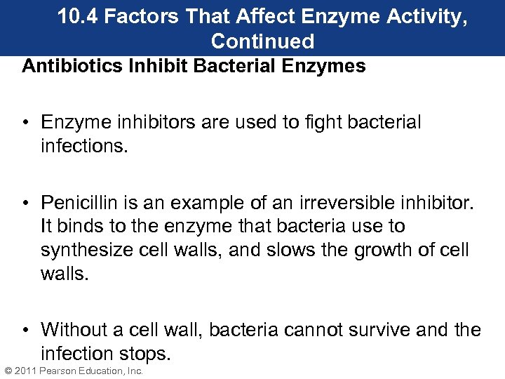 10. 4 Factors That Affect Enzyme Activity, Continued Antibiotics Inhibit Bacterial Enzymes • Enzyme