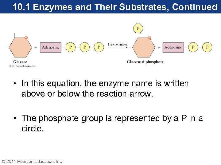 10. 1 Enzymes and Their Substrates, Continued • In this equation, the enzyme name