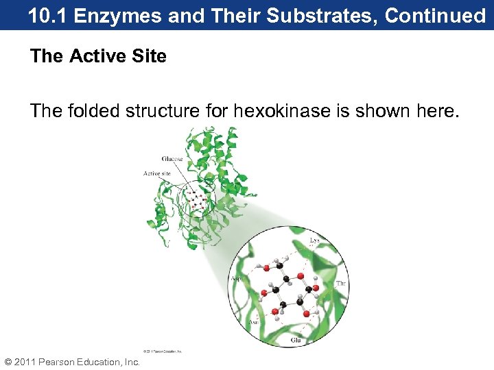 10. 1 Enzymes and Their Substrates, Continued The Active Site The folded structure for