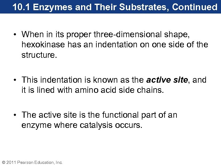 10. 1 Enzymes and Their Substrates, Continued • When in its proper three-dimensional shape,