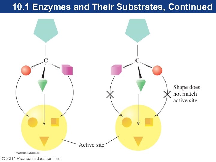 10. 1 Enzymes and Their Substrates, Continued © 2011 Pearson Education, Inc. 