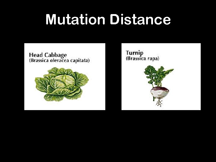 Mutation Distance 