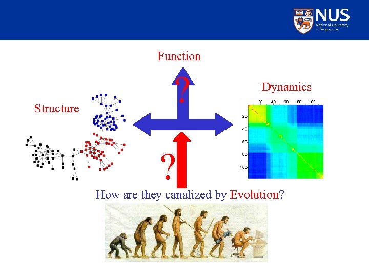 Function Structure ? Dynamics ? How are they canalized by Evolution? 