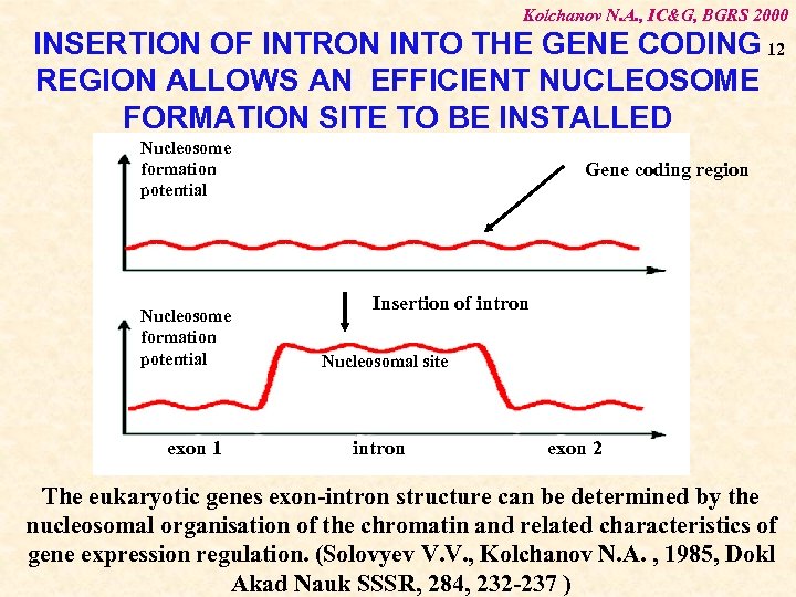 Kolchanov N. A. , IC&G, BGRS 2000 INSERTION OF INTRON INTO THE GENE CODING
