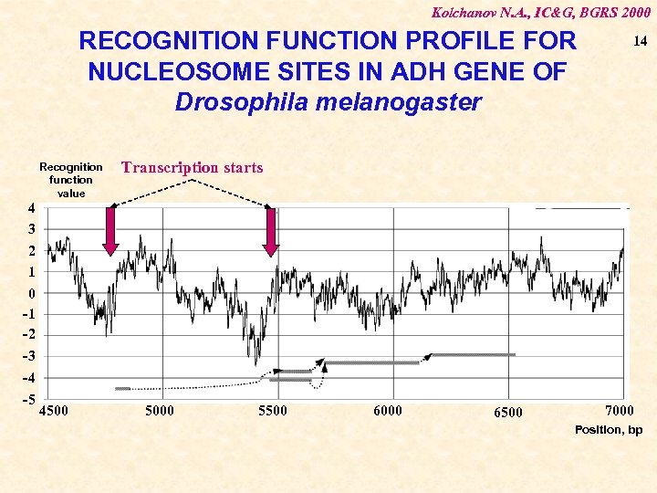 Kolchanov N. A. , IC&G, BGRS 2000 RECOGNITION FUNCTION PROFILE FOR NUCLEOSOME SITES IN