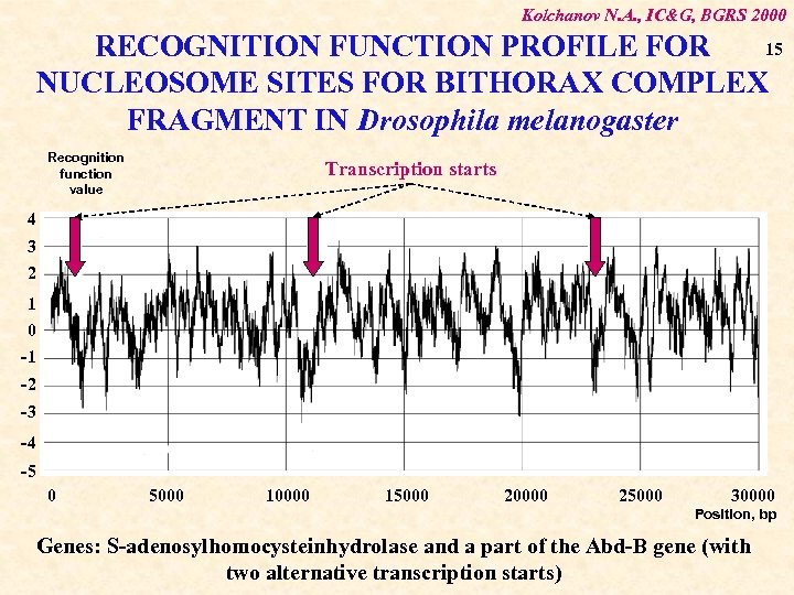 Kolchanov N. A. , IC&G, BGRS 2000 15 RECOGNITION FUNCTION PROFILE FOR NUCLEOSOME SITES