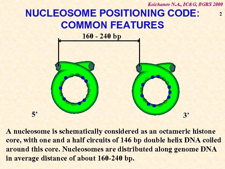 Kolchanov N. A. , IC&G, BGRS 2000 NUCLEOSOME POSITIONING CODE: COMMON FEATURES 2 160
