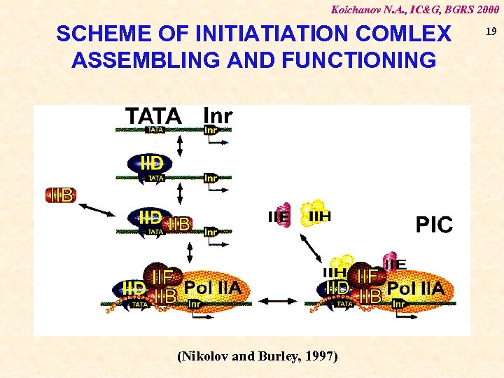 Kolchanov N. A. , IC&G, BGRS 2000 SCHEME OF INITIATIATION COMLEX ASSEMBLING AND FUNCTIONING