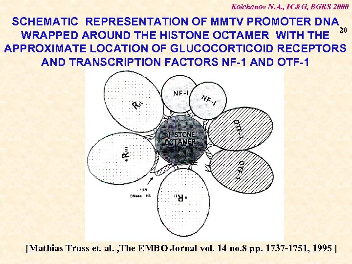Kolchanov N. A. , IC&G, BGRS 2000 SCHEMATIC REPRESENTATION OF MMTV PROMOTER DNA 20
