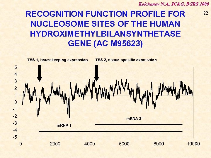 Kolchanov N. A. , IC&G, BGRS 2000 RECOGNITION FUNCTION PROFILE FOR NUCLEOSOME SITES OF