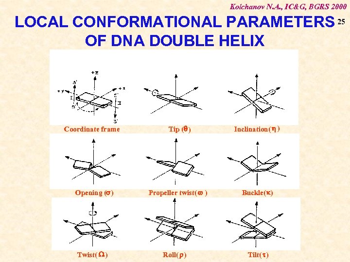 Kolchanov N. A. , IC&G, BGRS 2000 LOCAL CONFORMATIONAL PARAMETERS 25 OF DNA DOUBLE
