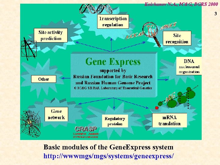 Kolchanov N. A. , IC&G, BGRS 2000 3 Basic modules of the Gene. Express