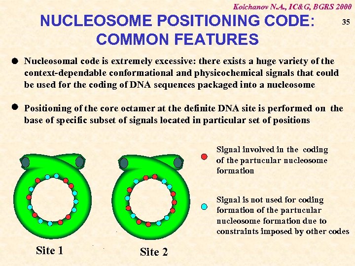 Kolchanov N. A. , IC&G, BGRS 2000 NUCLEOSOME POSITIONING CODE: COMMON FEATURES 35 Nucleosomal