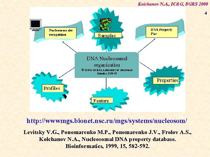 Kolchanov N. A. , IC&G, BGRS 2000 4 http: //wwwmgs. bionet. nsc. ru/mgs/systems/nucleosom/ Levitsky
