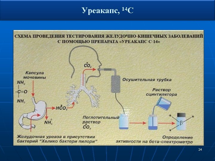 Уреакапс, 14 С 24 