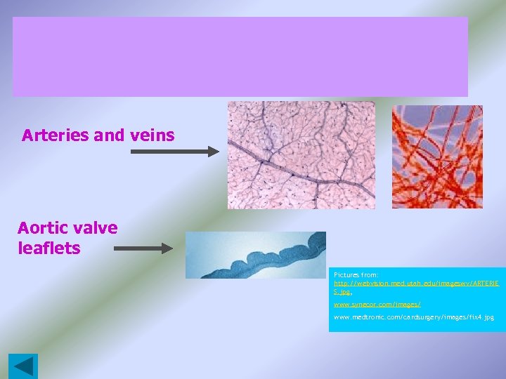 Arteries and veins Aortic valve leaflets Pictures from: http: //webvision. med. utah. edu/imageswv/ARTERIE S.