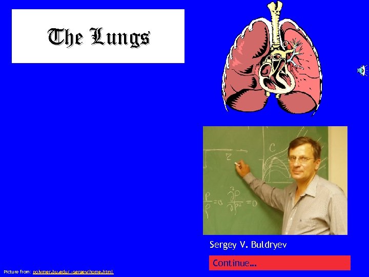 The Lungs Sergey V. Buldryev Continue… Picture from: polymer. bu. edu/ ~sergey/home. html 