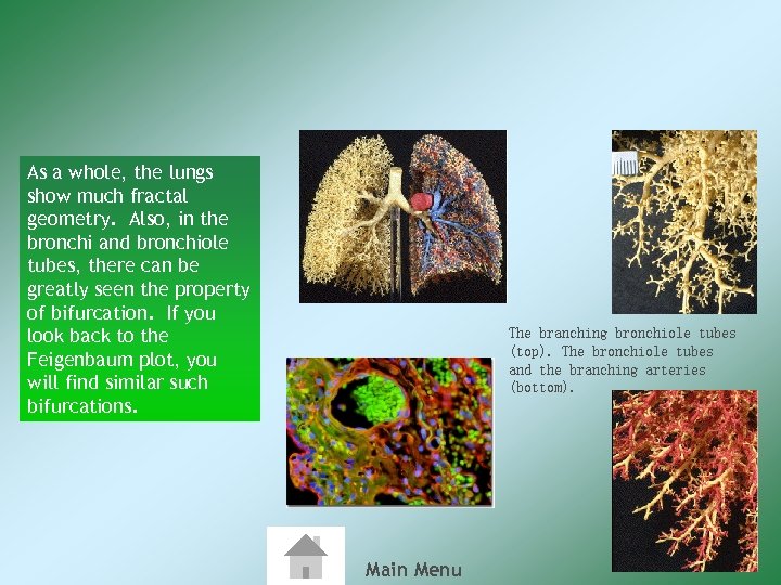 As a whole, the lungs show much fractal geometry. Also, in the bronchi and