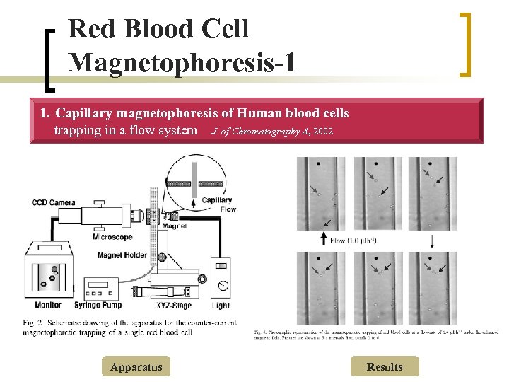 Red Blood Cell Magnetophoresis-1 1. Capillary magnetophoresis of Human blood cells trapping in a