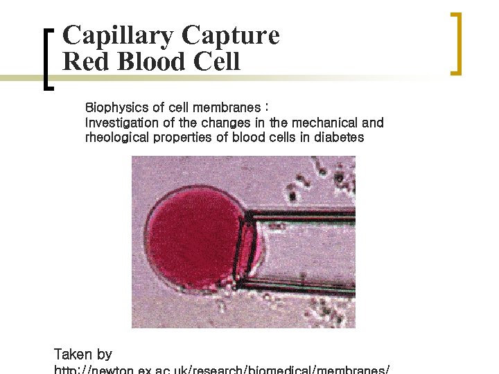 Capillary Capture Red Blood Cell Biophysics of cell membranes : Investigation of the changes