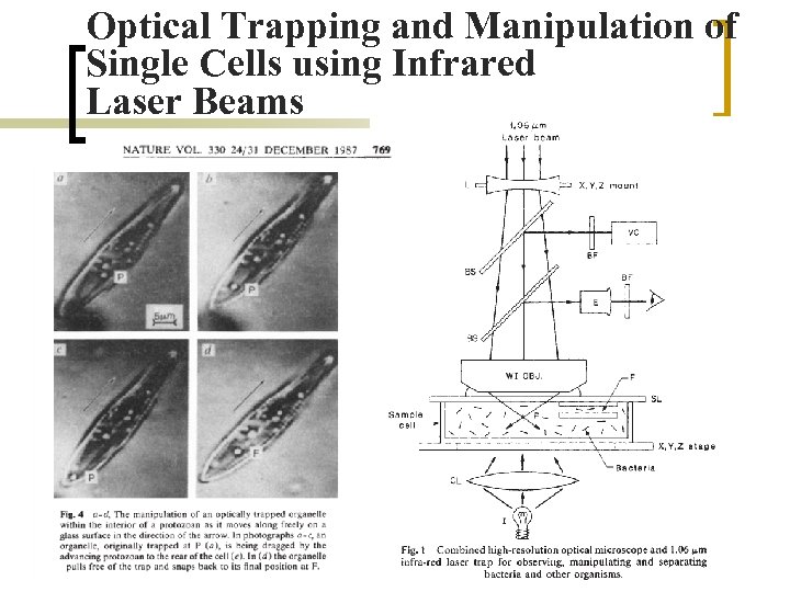 Optical Trapping and Manipulation of Single Cells using Infrared Laser Beams 