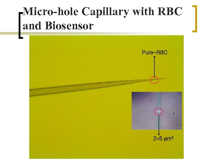 Micro-hole Capillary with RBC and Biosensor Pure-RBC 2 6 m 2 