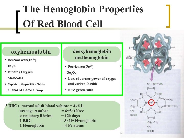 The Hemoglobin Properties Of Red Blood Cell oxyhemoglobin • Ferrous iron(Fe 2+) Fe 2