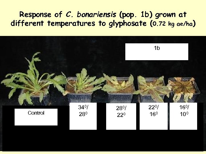 Response of C. bonariensis (pop. 1 b) grown at different temperatures to glyphosate (0.