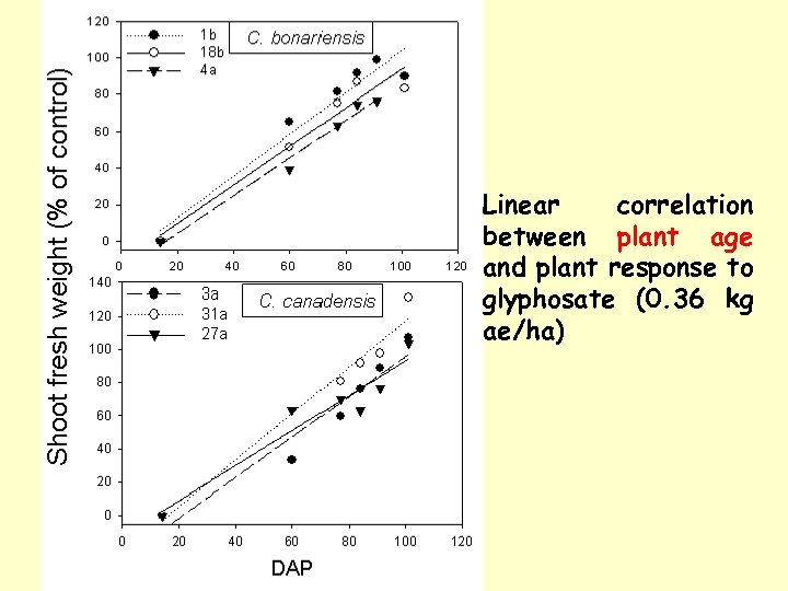 Linear correlation between plant age and plant response to glyphosate (0. 36 kg ae/ha)