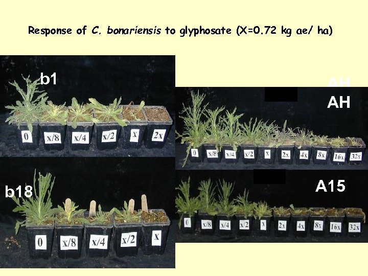 Response of C. bonariensis to glyphosate (X=0. 72 kg ae/ ha) b 1 b