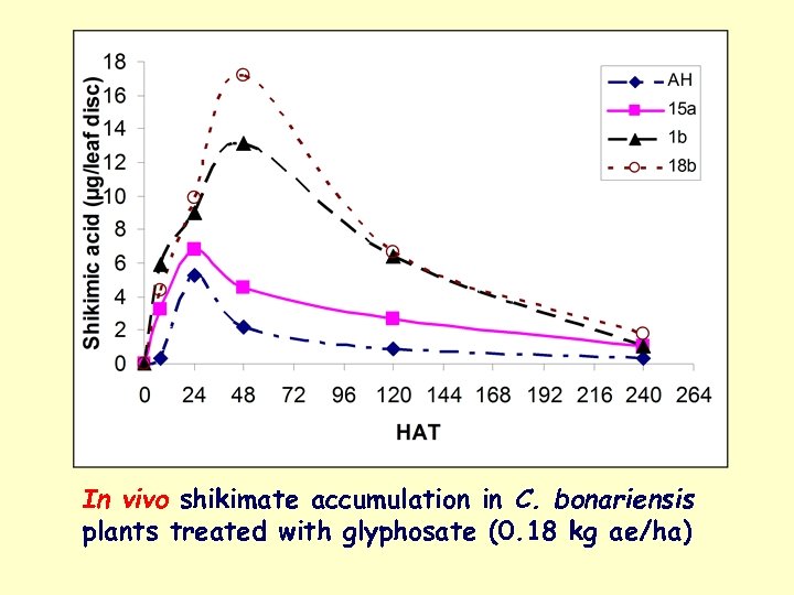 In vivo shikimate accumulation in C. bonariensis plants treated with glyphosate (0. 18 kg