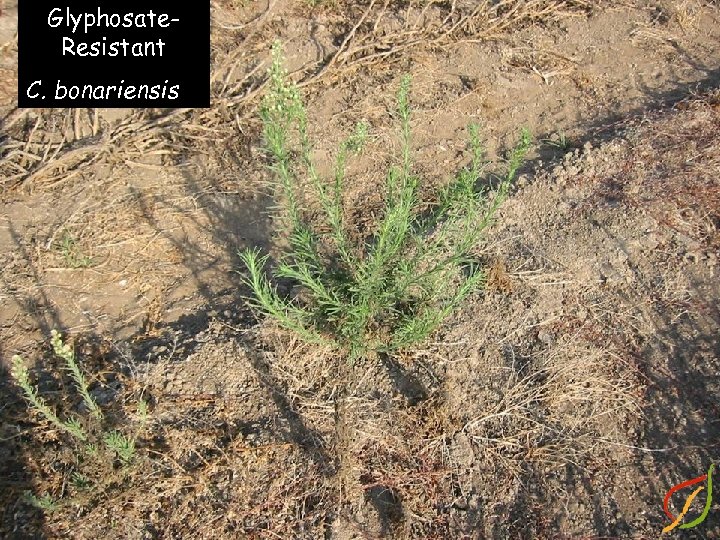 Glyphosate. Resistant C. bonariensis 