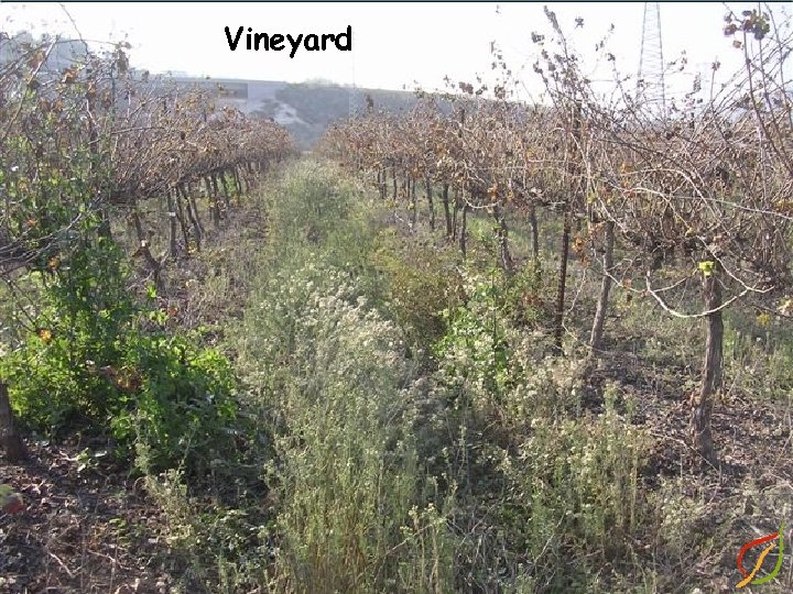 Vineyard 