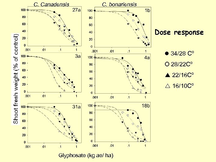 C. Canadensis C. bonariensis Dose response 34/28 Cº O 28/22 Cº 22/16 Cº 16/10