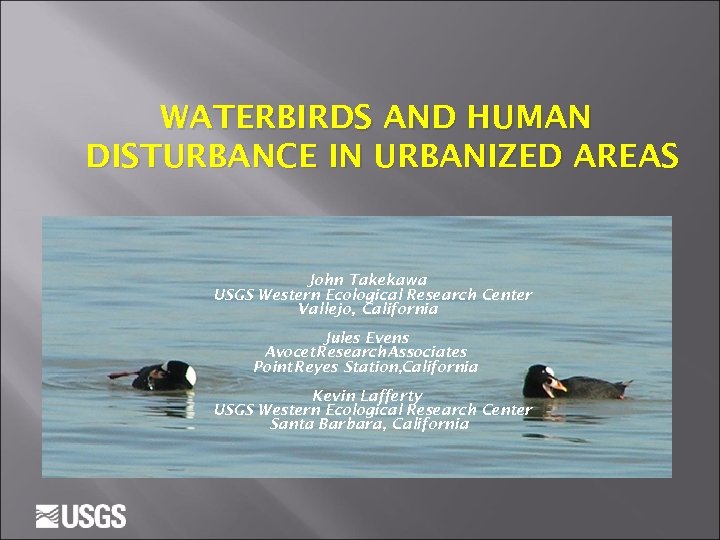WATERBIRDS AND HUMAN DISTURBANCE IN URBANIZED AREAS John Takekawa USGS Western Ecological Research Center