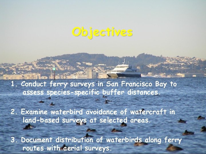 Objectives 1. Conduct ferry surveys in San Francisco Bay to assess species-specific buffer distances.