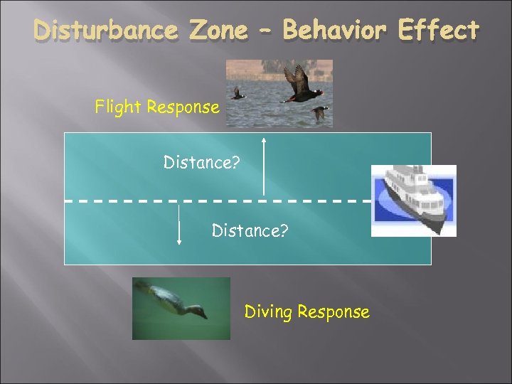 Disturbance Zone – Behavior Effect Flight Response Distance? Diving Response 