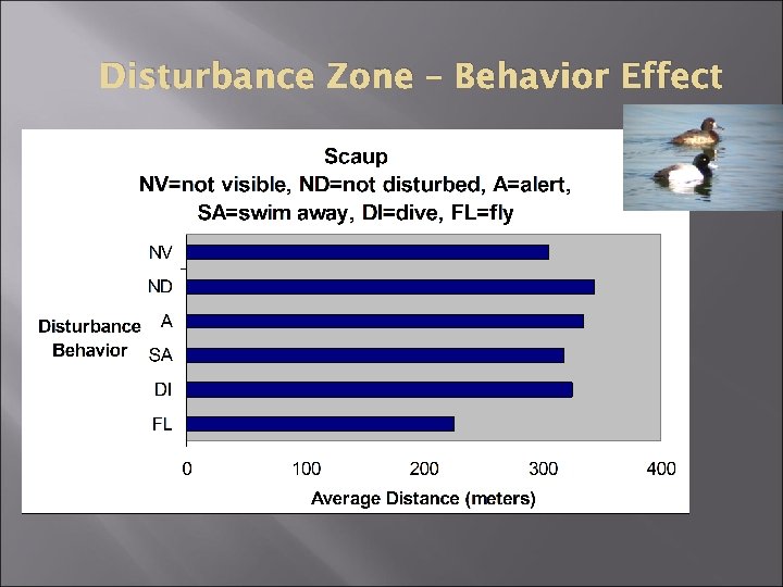 Disturbance Zone – Behavior Effect 