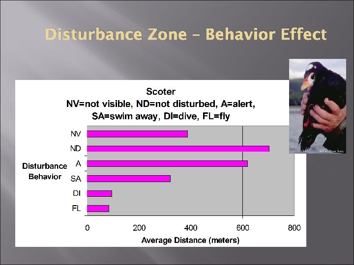 Disturbance Zone – Behavior Effect 