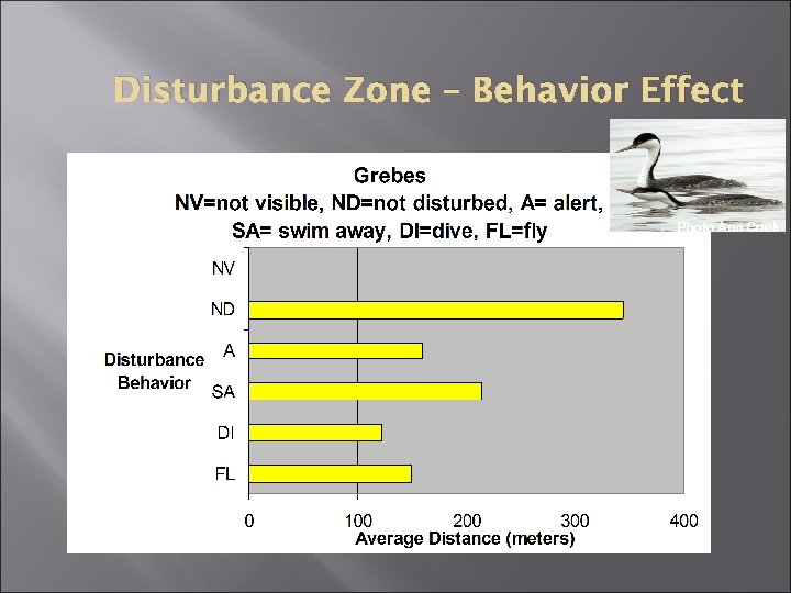 Disturbance Zone – Behavior Effect Photo Ann Cook 