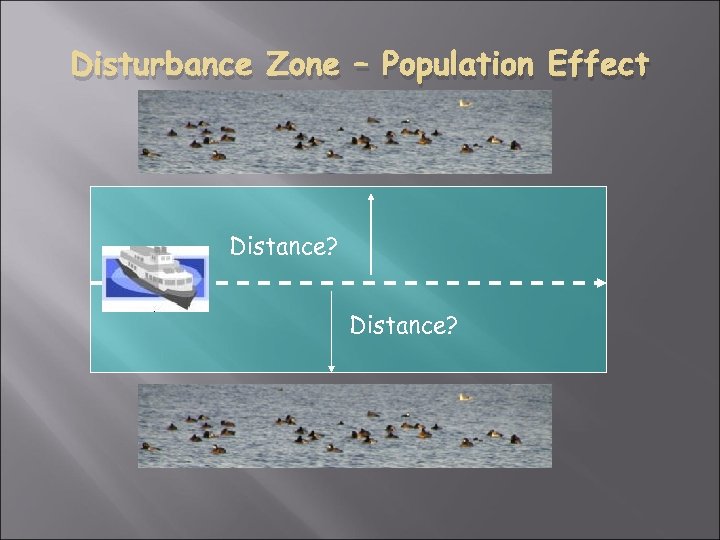 Disturbance Zone – Population Effect Distance? 