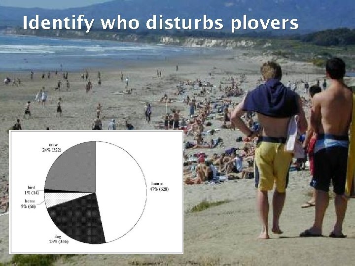 Identify who disturbs plovers 