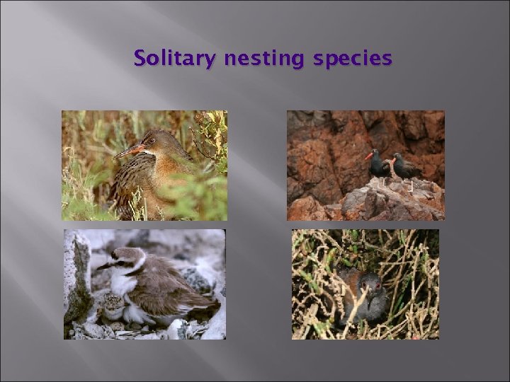 Solitary nesting species 