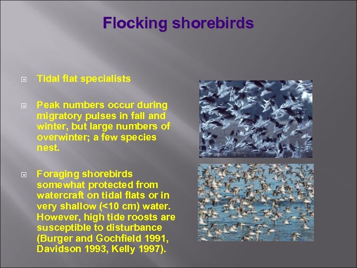 Flocking shorebirds Tidal flat specialists Peak numbers occur during migratory pulses in fall and