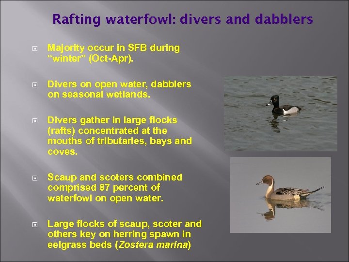 Rafting waterfowl: divers and dabblers Majority occur in SFB during “winter” (Oct-Apr). Divers on